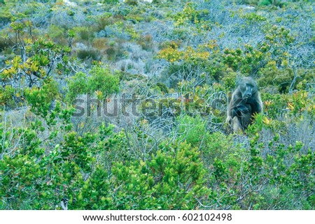 The Chacma baboon (Papio ursinus), also Cape baboon, South Africa