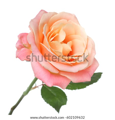 Tea rose isolated on white background.
