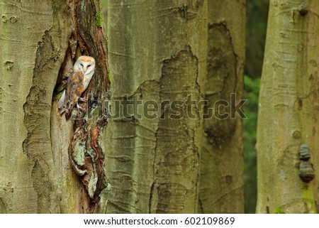 Barn owl, Tyto alba sitting on tree trunk at the evening with nice light near the nesting hole. Wildlife scene from nature.