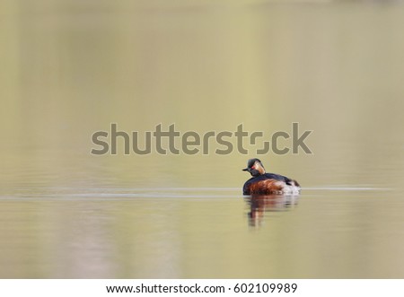 Black-necked grebe (Podiceps nigricollis) swimming in water, the Netherlands	
