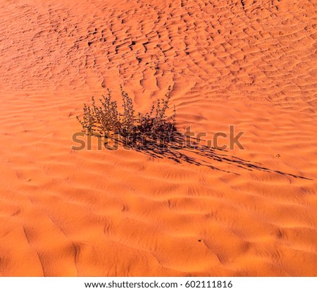 Brown-yellow-red color of the desert at sunset. Sahara. Northern Africa