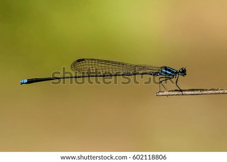 tiny blue dragonfly