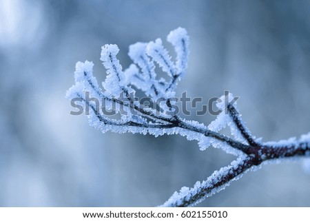 Frosted branch, shallow focus. Winter Background