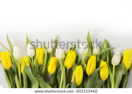 Tulips on white, place for typography