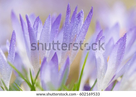 Violet crocuses in spring, close up, limited depth of field