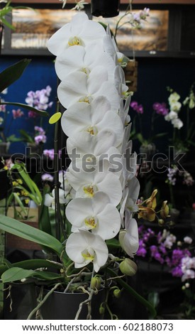 Orchids flowers of rare varieties exotic epiphytes
