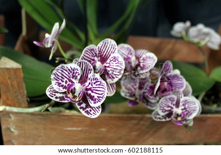 Orchids flowers of rare varieties exotic epiphytes