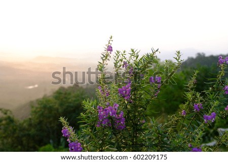 A picture of flower on a mountain in the morning with a light of sunset.
