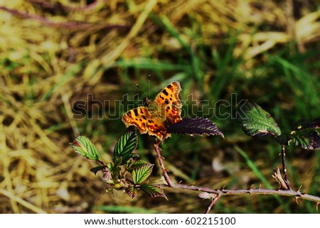 Beautiful orange butterfly with nature pattern background.