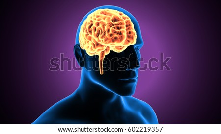 3D Illustration of Human Brain Anatomy