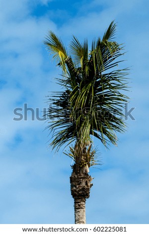 A vertical picture of a palm tree top with a blue cloudy sky.
Nassau, Bahamas.