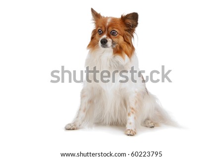 Papillon (PhalÃ?Â¨ne ,Butterfly,Squirrel) isolated on white