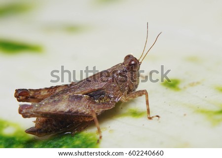 Grasshopper with leaf background. Royalty-Free Stock Photo #602240660