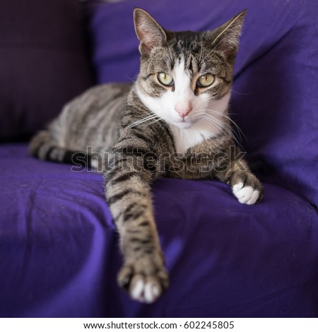 Adorable Closeup Cat Portrait on the Couch