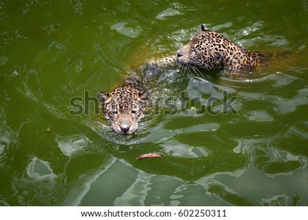 Tiger swimming.