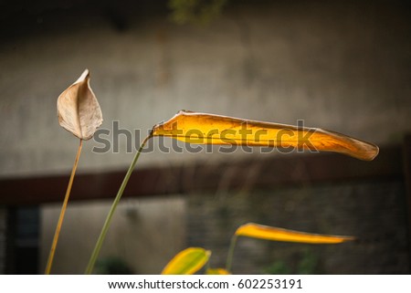 Simple leaves plant leaves background