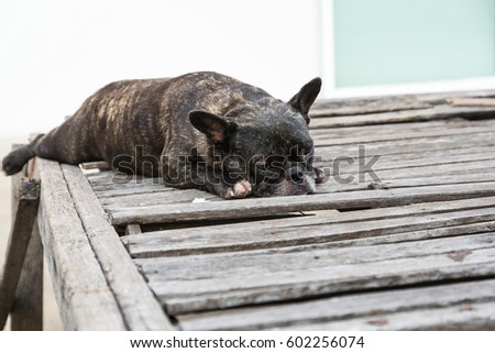 france bulldog  sleeping on the table. dog sleep on the table.