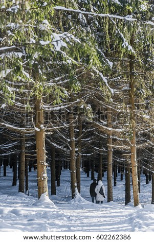 A dense winter forest in the snow. Russia. South Butovo