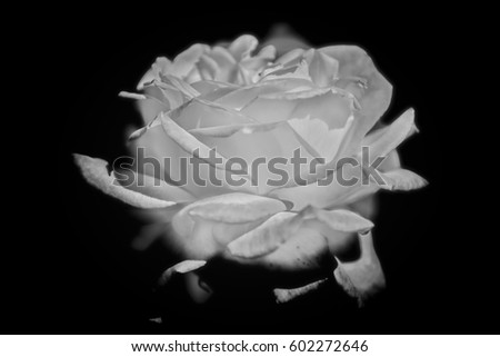 Abstract black and white Rose flower