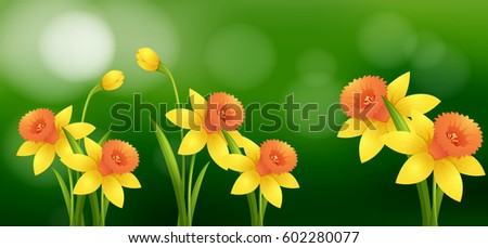 Daffodil flowers with blur background illustration