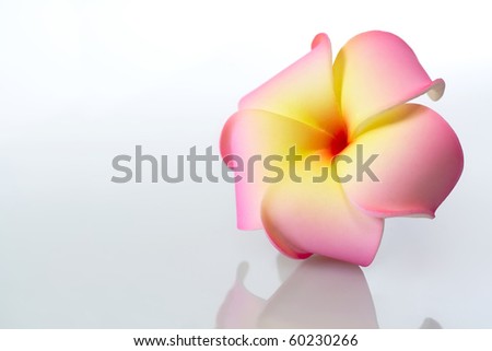 Beautiful pink plumeria isolated on white background