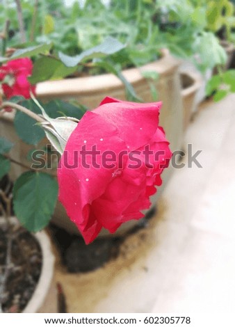 beautiful red flower in a flowerpot on the balcony with some green leaves