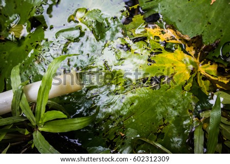 Green lotus leaves in clear water, green color tone 3