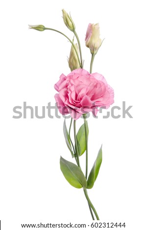   beauty pink eustoma flower isolated on white background Royalty-Free Stock Photo #602312444