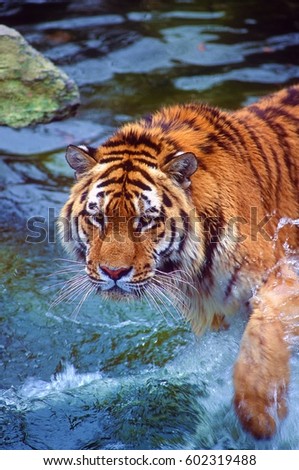 Tiger splash.