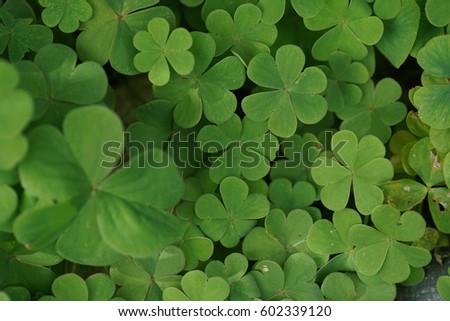 Beautiful clover leaves background shot in natural environment. Close-up.