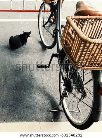 black cat and vintage bicycle