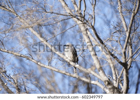 Bulbul Bird in the Early Spring Forest