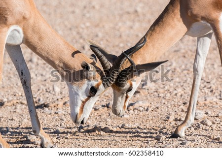 Springbok young playing etosha national park namibia
