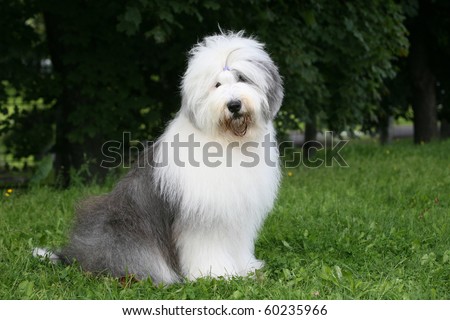 old english sheepdog bobtail Royalty-Free Stock Photo #60235966