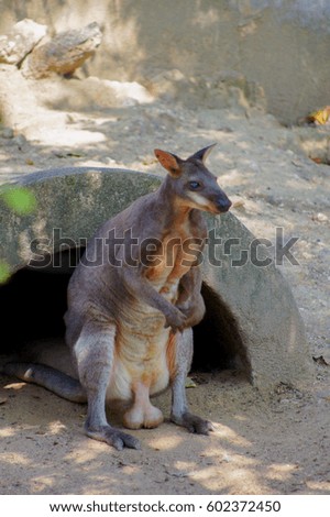 Kangaroo at Open Field 