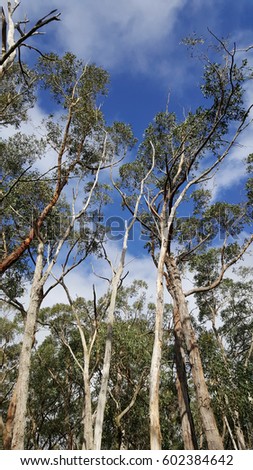 Forest in South Australia. South Australia boasts an extensive and comprehensive park system, with over 300 reserves encompassing more than 20% of the state.