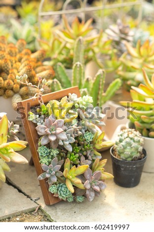 Cactus and house plant decoration create concept - Close up many of succulents cactus in in picture frame with day light and copy space