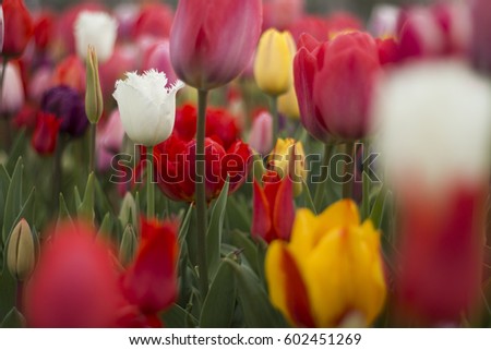 Colorful tulips, Maltepe gardens, istanbul,Turkey