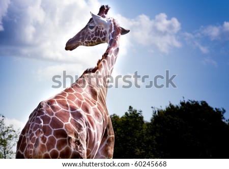 Giraffe portrait on bright sunny day