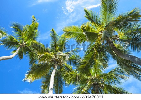 Coconut palm trees over blue sky background, Dominican republic nature