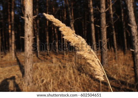Fluffy spikelet of grass against a background of pine forest in the evening at sunset