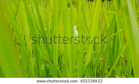 green background by grass in the morning with water drop on the leaves  with texture by yellow and green zone  like the rice field 