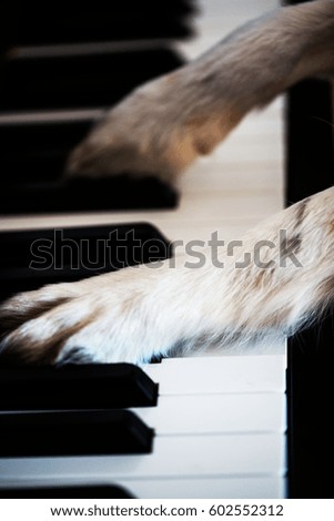 Dog paws on the piano