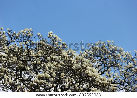 High white Magnolia denudata flowers and blue sky background.