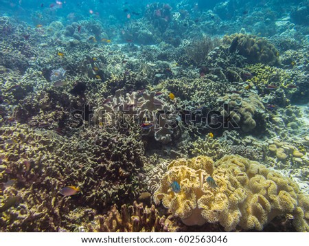 colorful coral world and many fish in the sea
