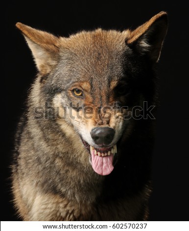 growling Wolf studio shot with black background Royalty-Free Stock Photo #602570237