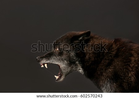 growling black Wolf studio shot with black background