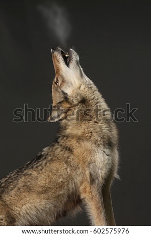 howling wolf with breath studio shot with black background