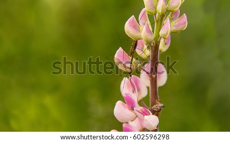 closeup of beautiful blooming pink flower of the lupine and  mosquito