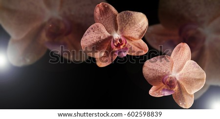 Beautiful Orchid on black background